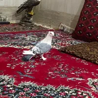 جفت ساتن|پرنده|زابل, |دیوار