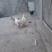 چهار عدد مرغ تخم گذاری