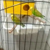 فوری|پرنده|ری, دولتآباد|دیوار