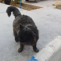 پرشین کت پیدا شده|گربه|شاهینشهر, بنیاد ازدواج|دیوار