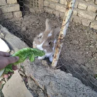 خَرگوش|موش و خرگوش|صائین قلعه, |دیوار