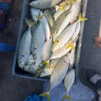 ماهی کرفه|ماهی|قشم, |دیوار