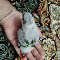 جوجه طوطی گرینچیک سرلاکی یلوساید رد