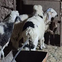 میش وسه بره