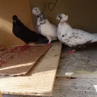 3عدد کبوتر درجه یک|پرنده|شیراز, بازار|دیوار