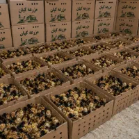 جوجه یک روزه محلی ، گوشتی ، اردک ، بلدرچین