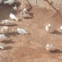 14 تاطوقی سرحال|پرنده|خانمیرزا, |دیوار