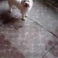 فروش سگ پاکوتاه خانگی