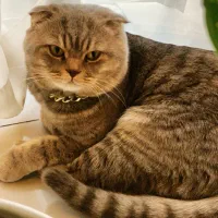 فروش گربه اسکاتیش فولد(نر) ۳ساله