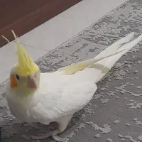 فروش عروس هلندی