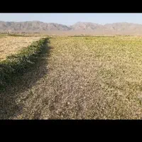 بیده درو دوم بدون علف خشک خشک 200 کیلو