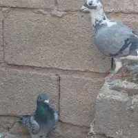 کبوتر