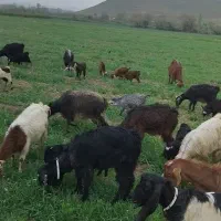 تعدادی بز و بزغاله