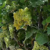 ۱۰۰۰ زمین کشاورزی با ۲۰ دقیقه آب ۸اینچ/نمازگاه