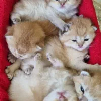 بریتیش شورت هیر و لانگ هیر|گربه|کرج, جهان‌شهر|دیوار