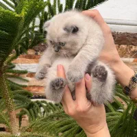 سیلور چشم آبی اسکاتیش شورت هیر|گربه|چالوس, |دیوار