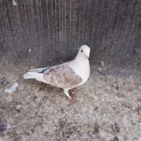 کبوتر بهبهانی ساتن معاوضه فقط با قناری سهره نر|پرنده|شیراز, لاله|دیوار