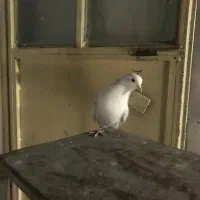 کفتر|پرنده|مشکین‌دشت, |دیوار