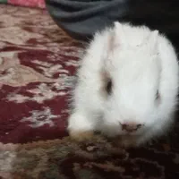 خرگوش بامزه|موش و خرگوش|بندر کنگان, |دیوار