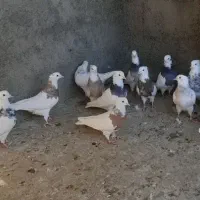 طوقی نرو ماده