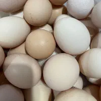 تخم مرغ محلی