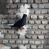 کبوتراشعل و قهوایی دم سفید