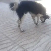 سگ.پاکوتاه.سیاه.|سگ|کرمان, |دیوار