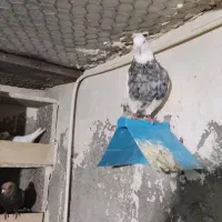 تعدادی کبوتر طوقی درجه یک|پرنده|یاسوج, |دیوار