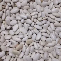 خرید وفروش نهادهای دامی