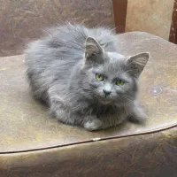 بچه گربه ناز