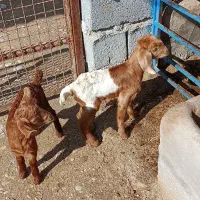 بز نجدی|حیوانات مزرعه|بهبهان, |دیوار