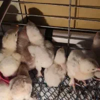 جوجه برهما از 1 روزه تا 9 ماهگی هر رنگ موجود
