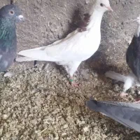 کبوتر گرفتنی|پرنده|نقده, |دیوار