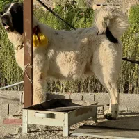 ماده همه چیز تموم شکم پر با سگ حسابی .توله بده