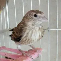 جوجه سهره قناری