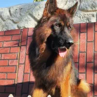 سگ ژرمن نر|سگ|شیراز, معالی‌آباد|دیوار