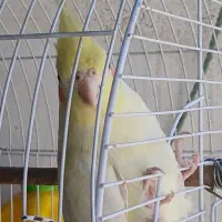 عروس هلندی ماده