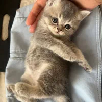 گربه بریتیش گری چشم آبی ماده ۲/۵ ماهه