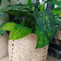 سبداسباب بازی سبدحصیری بازی استندبازی گل خشک بازی