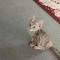 واگذاری گربه شیش ماهه