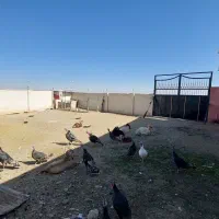 ملک و سوله صنایع کارگاهی|فروش دفتر صنعتی، کشاورزی، تجاری|ساروق, |دیوار