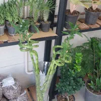 گلهای آپارتمانی|گل و گیاه طبیعی|کرمانشاه, |دیوار