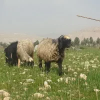 یک جفت شیشک بختیاری  قیمت توافقی