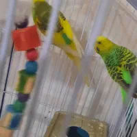 مرغ عشق  و طوطی  برزیلی  ابی