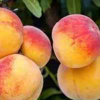 شروع پیش فروش نهال هلو آلبرتا دوساله