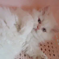گربه اسکاتیش