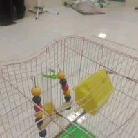 یک عدد قفس دارم  کمی بالای سقفش سوراخه همین
