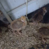 جوجه محلی جوجه بیست روزه|حیوانات مزرعه|کلاچای, |دیوار