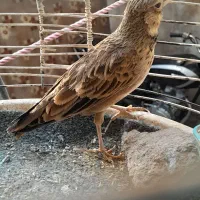 سهره خاکی نر مست مست|پرنده|قم, شاه سید علی|دیوار