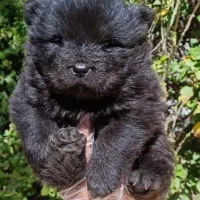 چاوچاو بلک فوق کیفیت نر|سگ|تهران, الهیه|دیوار